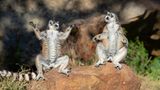 Zwei Kattas