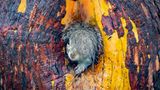 Eichhörnchenmutter im Nest