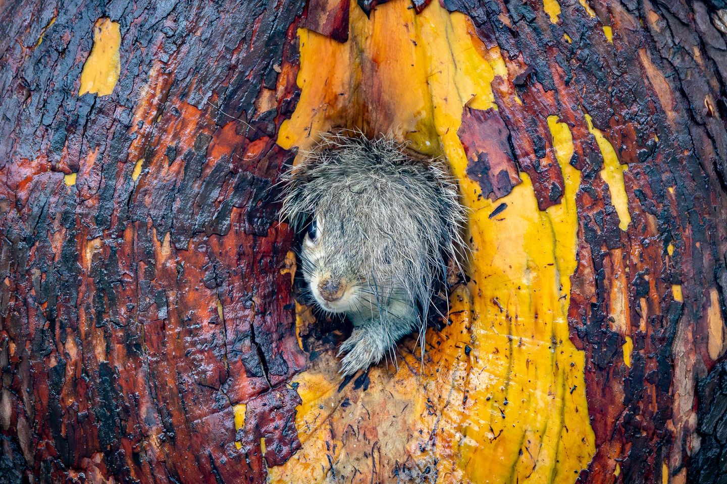 "Bad Hair Day"  Eichhörnchenmutter im Nest