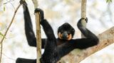Gelbwangen-Schopfgibbon