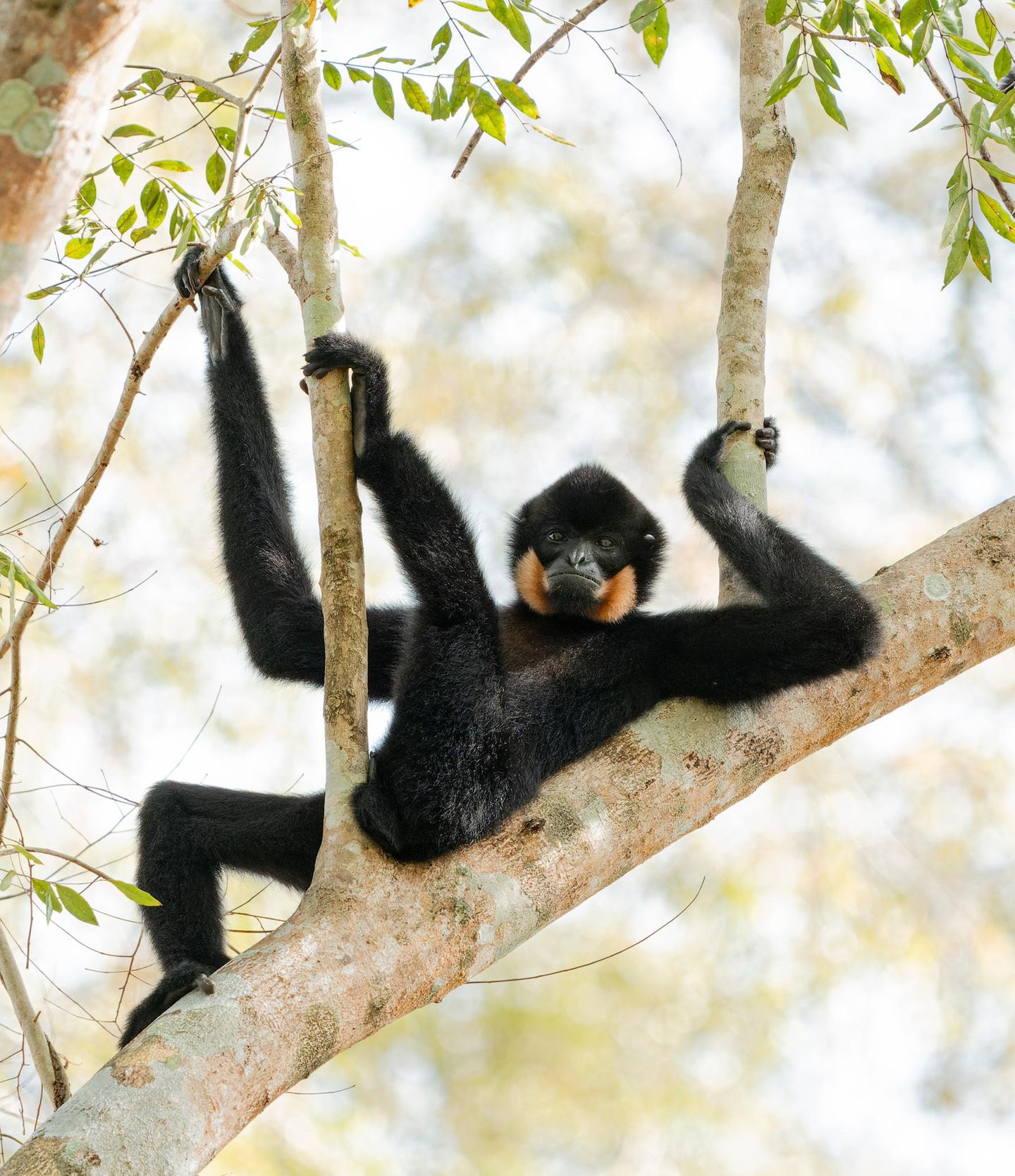 Gelbwangen-Schopfgibbon