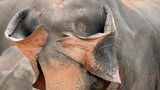Sri-Lanka-Elefant