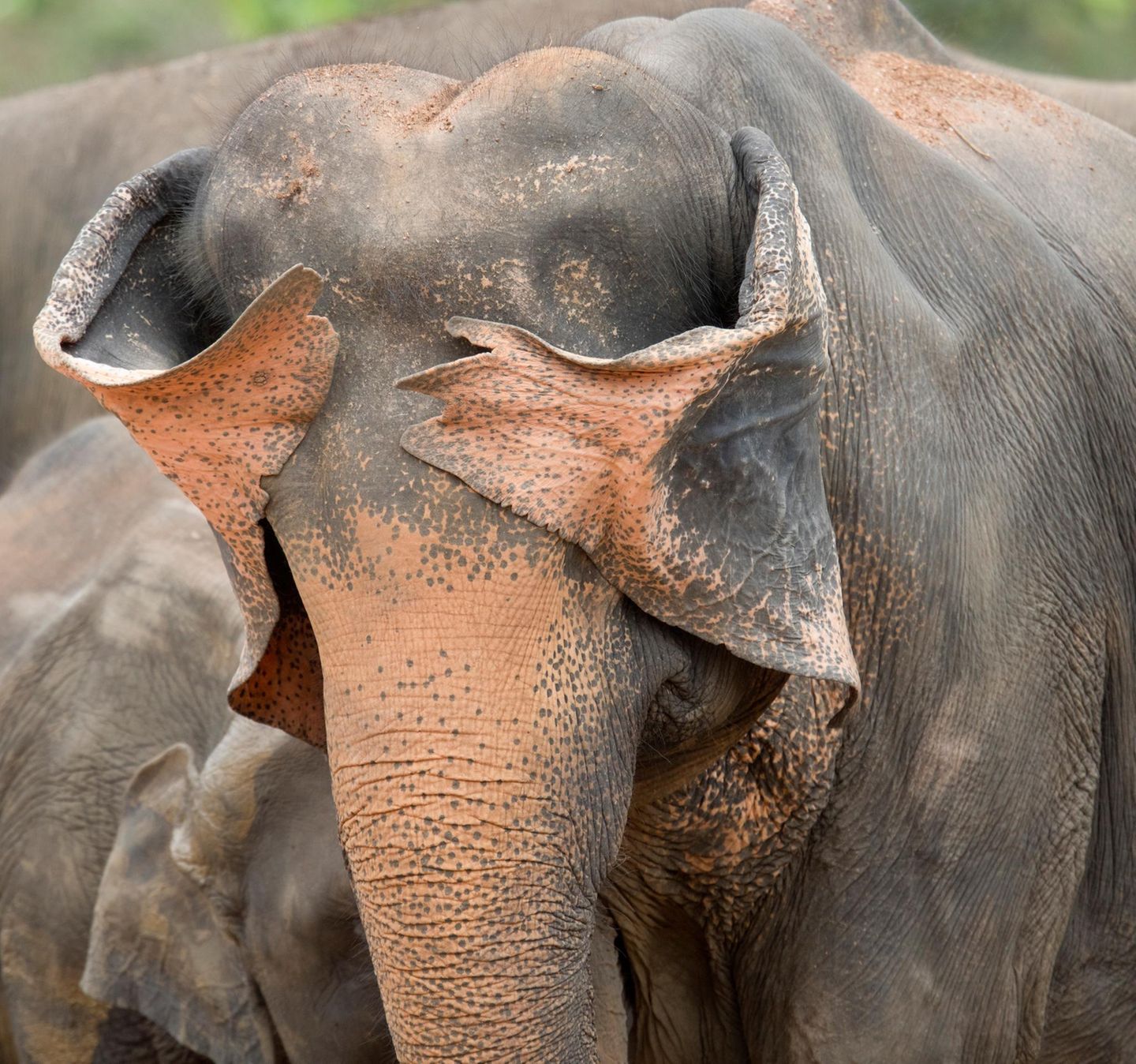 Sri-Lanka-Elefant
