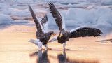 Riesen-Seeadler