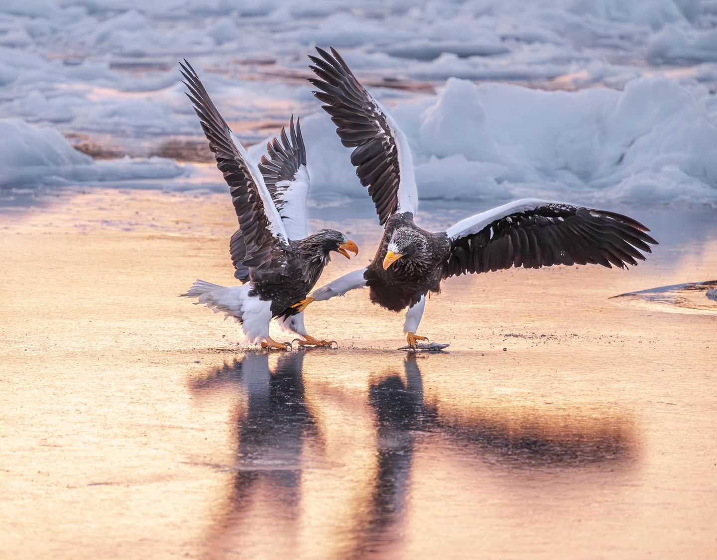 Geflügeltes Kung Fu Riesen-Seeadler