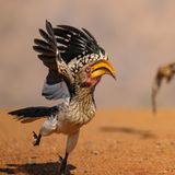 Südlicher Gelbschnabeltoko