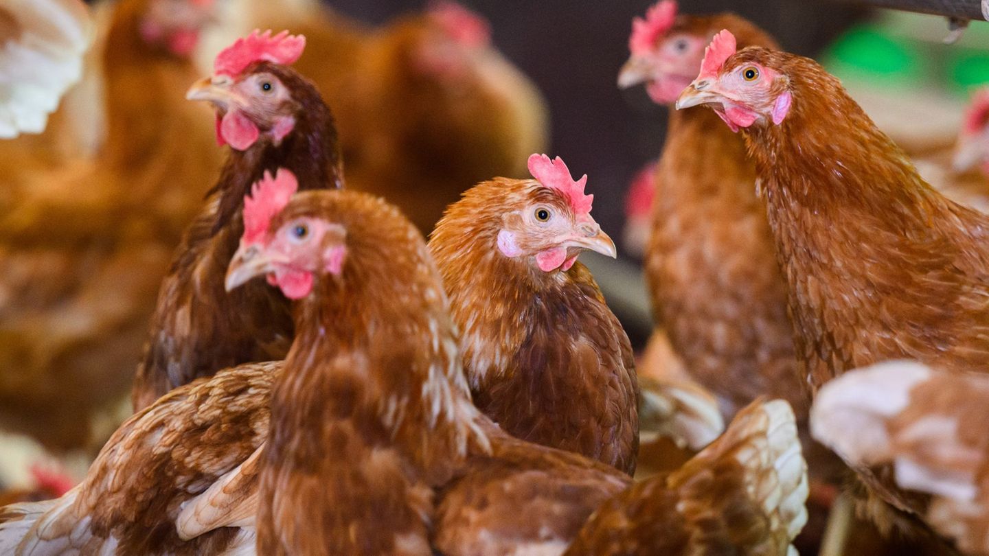 In dem betroffenen Bestand mussten rund 15 000 Stück Geflügel getötet werden.(Illustration) Foto: Julian Stratenschulte/dpa