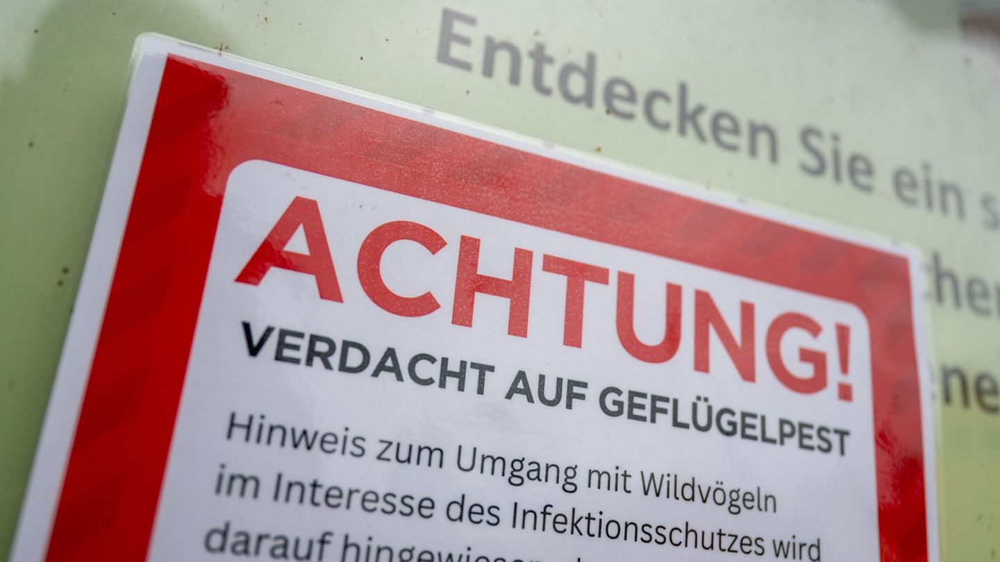 Bei einer Kanadagans in Essen wurde Vogelgrippe nachgewiesen. (Symbolbild) Foto: Christophe Gateau/dpa