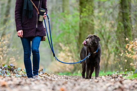 Vielerorts in Sachsen wird die Hundesteuer immer teurer. (Archivbild) Foto: Christophe Gateau/dpa