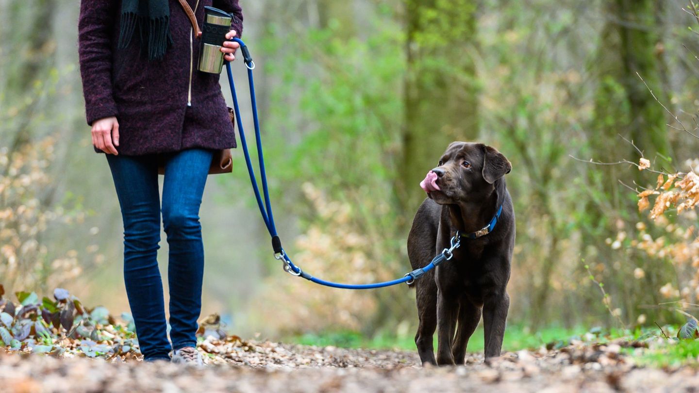 Vielerorts in Sachsen wird die Hundesteuer immer teurer. (Archivbild) Foto: Christophe Gateau/dpa