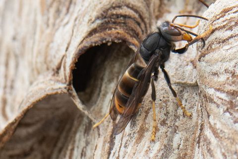 Die Asiatische Hornisse ist eine Gefahr für Mensch und Umwelt. (Archivbild) Foto: Boris Roessler/dpa