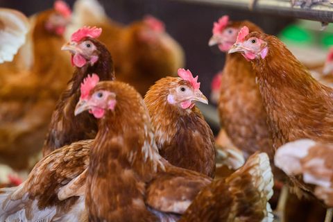Die Vogelgrippe, auch Geflügelpest genannt, ist eine bei vielen Vogel- und Geflügelarten häufig tödlich verlaufende Infektionskr
