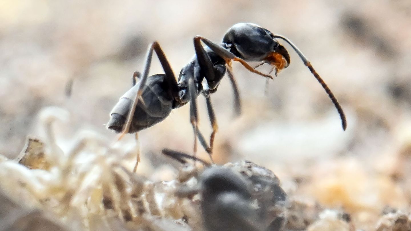 Die Ameise ist auf dem Vormarsch. (Symbolbild) Foto: Uli Deck/dpa