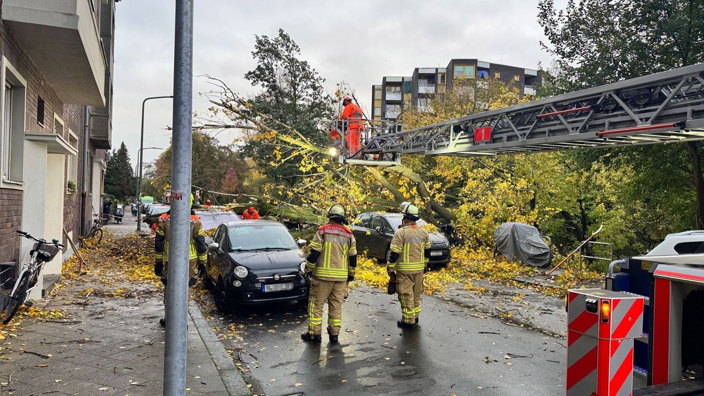 Ein etwa 50 Meter hoher Baum ist in Düsseldorf auf geparkte Autos gestürzt. Foto: Feuerwehr Düsseldorf/dpa