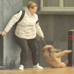 Ein Baum der auf ein Auto gefallen ist.