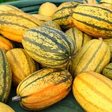 Kürbis Spaghettikürbis