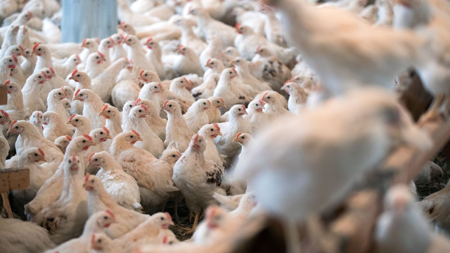 Für Geflügel im Kreis Kleve gilt wegen eines Geflügelpest-Ausbruchs in einer Schutzzone ab Samstag eine Stallpflicht Foto: Jens