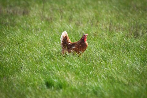 Die Polizei brachte die tierischen Ausreißer in Sicherheit. (Symbolbild) Foto: Soeren Stache/dpa