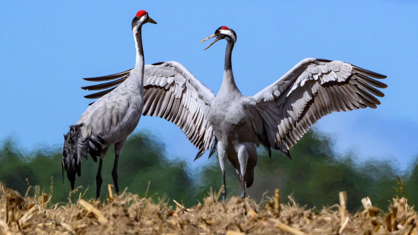 Unter den Wildvögeln sind vor allem Kraniche von dem aktuellen Ausbruch betroffen (Archivbild). Foto: Patrick Pleul/dpa