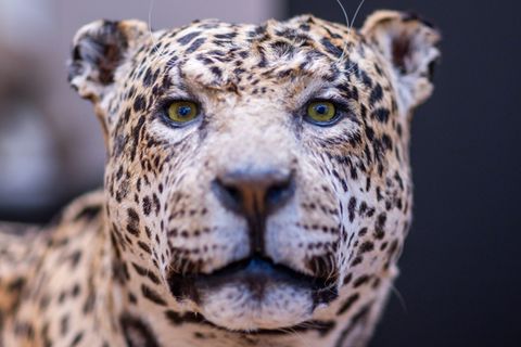 So nah kommt man etwa Raubtieren normalerweise nicht wie den Präparaten der Zoologischen Sammlung der Universität Rostock. Foto: