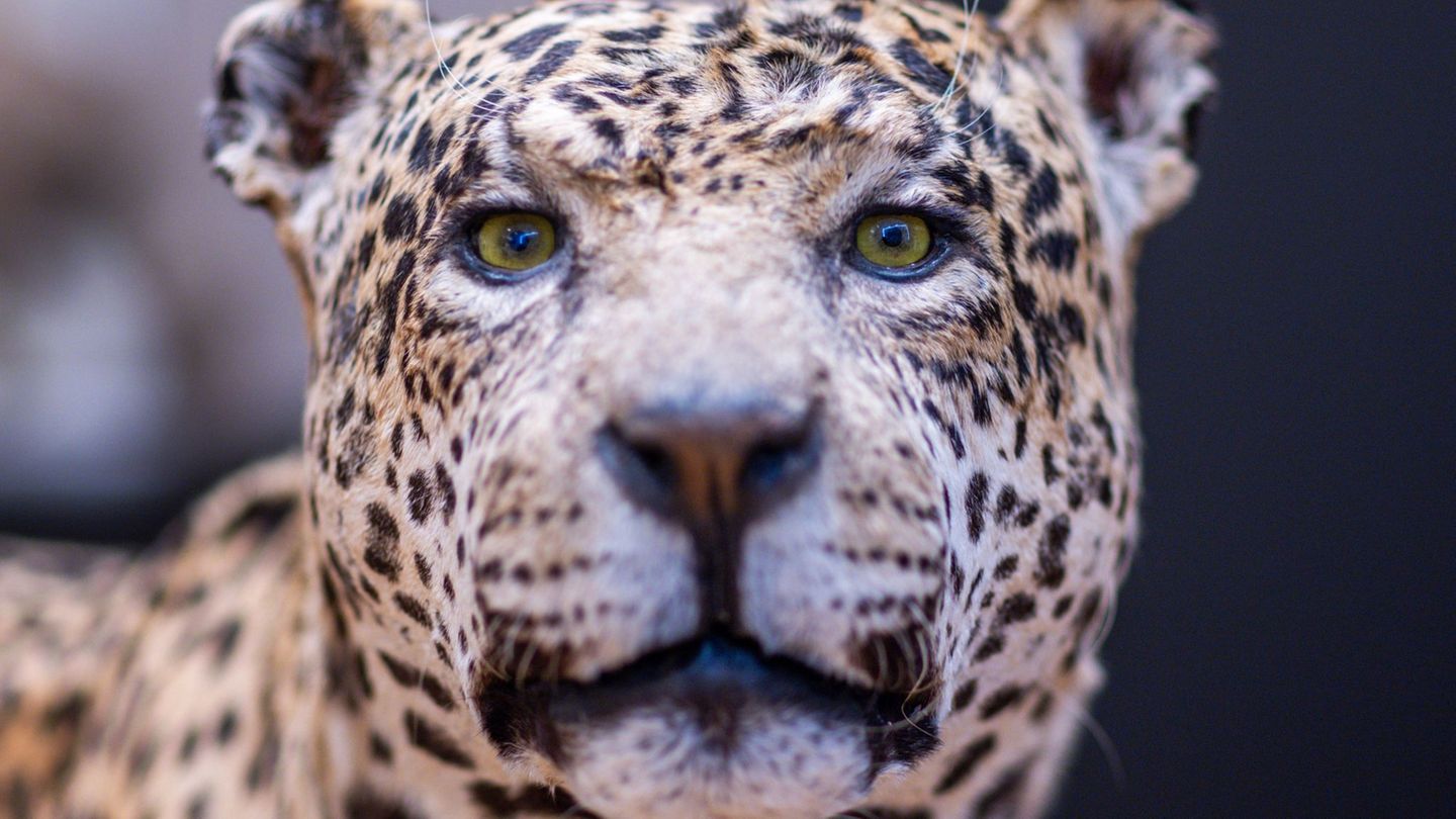 So nah kommt man etwa Raubtieren normalerweise nicht wie den Präparaten der Zoologischen Sammlung der Universität Rostock. Foto: So nah kommt man etwa Raubtieren normalerweise nicht wie den Präparaten der Zoologischen Sammlung der Universität Rostock. Foto: