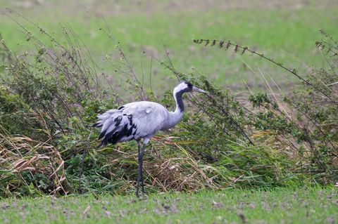 Die Vogelgrippe bedroht die Kraniche im Rastgebiet an den Linumer Teichen. Foto: Christophe Gateau/dpa