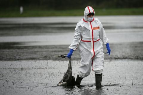 Helferin im Linumer Bruch mit totem Kranich