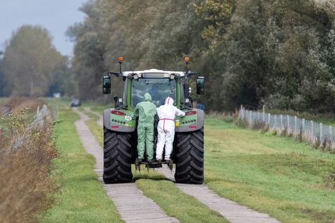 Die Vogelgrippe bedroht die Kraniche im Rastgebiet an den Linumer Teichen. Foto: Christophe Gateau/dpa