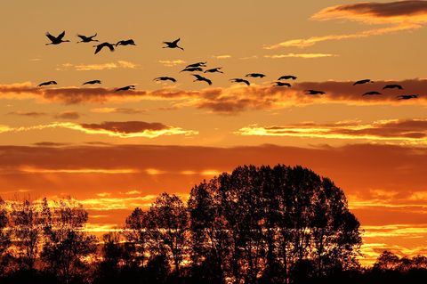 Der Herbstzug der Kraniche ist normalerweise ein Naturschauspiel im Linumer Teichland - jetzt erlebt der kleine Ort im Nordweste