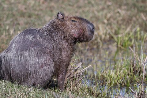 Capybara und andere Wildtiere wurden bei der Operation beschlagnahmt. (Archivbild) Foto: picture alliance / dpa Capybara und andere Wildtiere wurden bei der Operation beschlagnahmt. (Archivbild) Foto: picture alliance / dpa