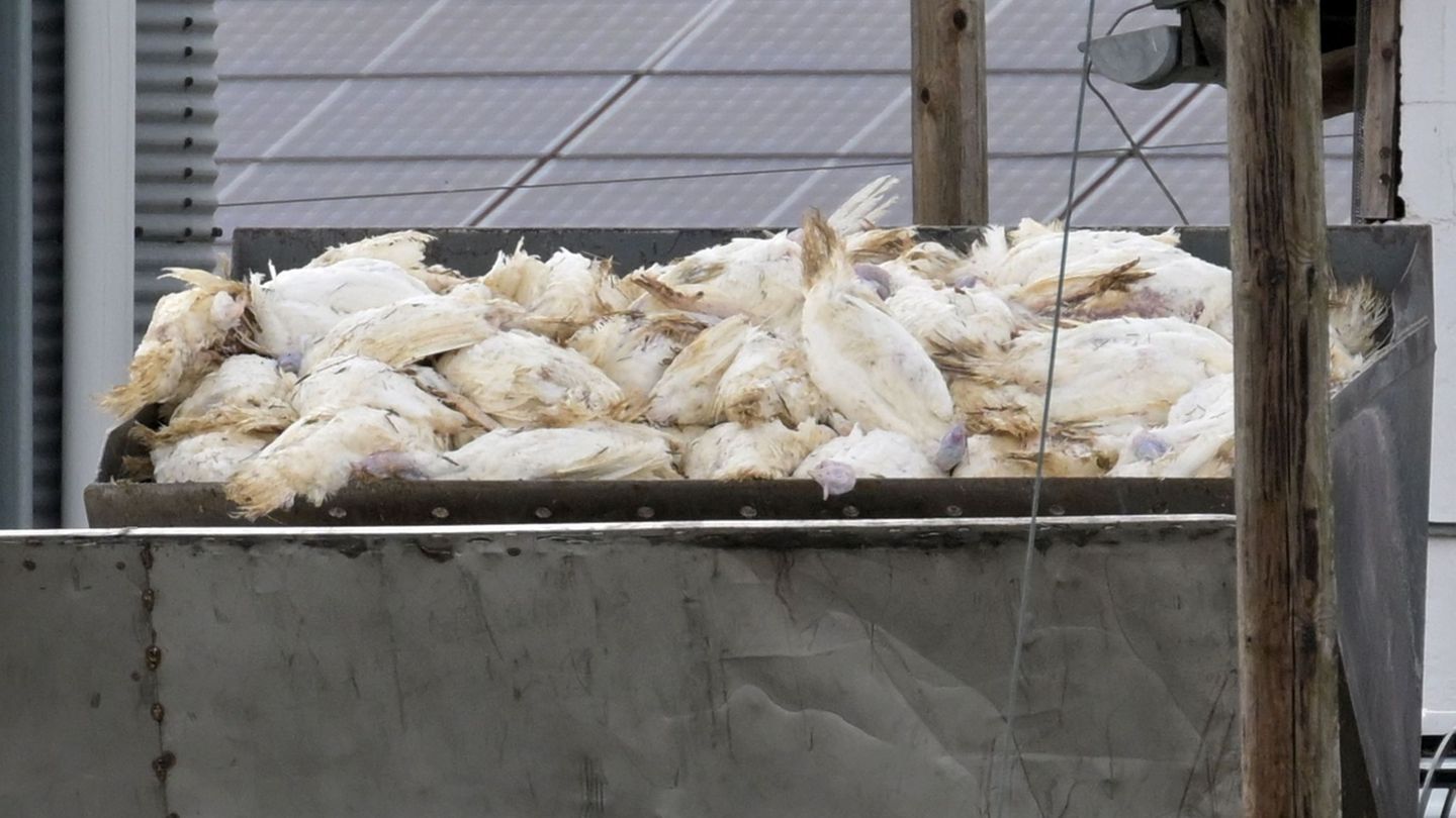 Wenn in einem Geflügelbetrieb die Vogelgrippe nachgewiesen wurde, müssen alle Tiere vorsorglich getötet und vernichtet werden. D Wenn in einem Geflügelbetrieb die Vogelgrippe nachgewiesen wurde, müssen alle Tiere vorsorglich getötet und vernichtet werden. D