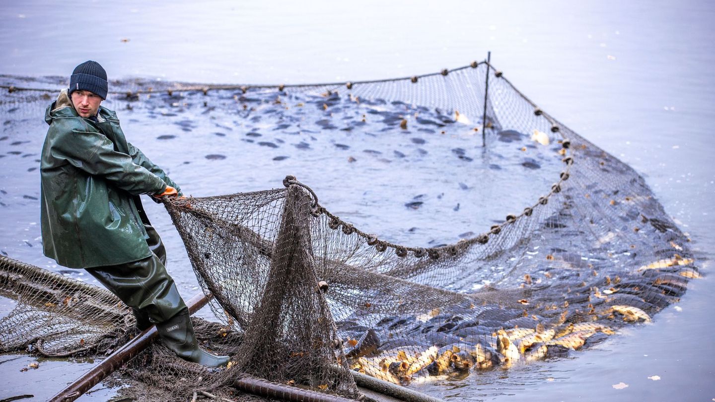 Karpfenzucht: Festliches Abfischen der Karpfenteiche - Neuer Player dabei