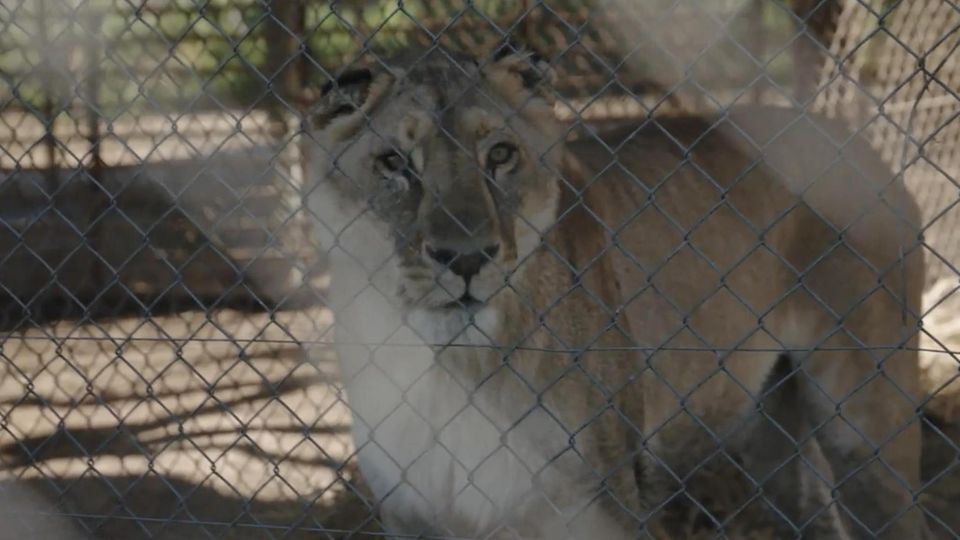 Rettungsaktion gestartet: Über 60 Großkatzen und Bären in Zoo zurückgelassen Rettungsaktion gestartet: Über 60 Großkatzen und Bären in Zoo zurückgelassen