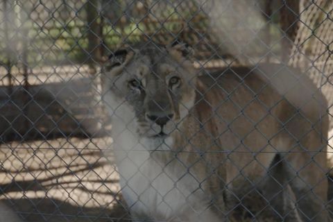 Rettungsaktion gestartet: Über 60 Großkatzen und Bären in Zoo zurückgelassen Rettungsaktion gestartet: Über 60 Großkatzen und Bären in Zoo zurückgelassen