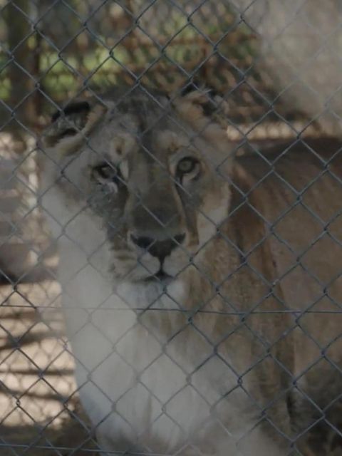 Rettungsaktion gestartet: Über 60 Großkatzen und Bären in Zoo zurückgelassen
