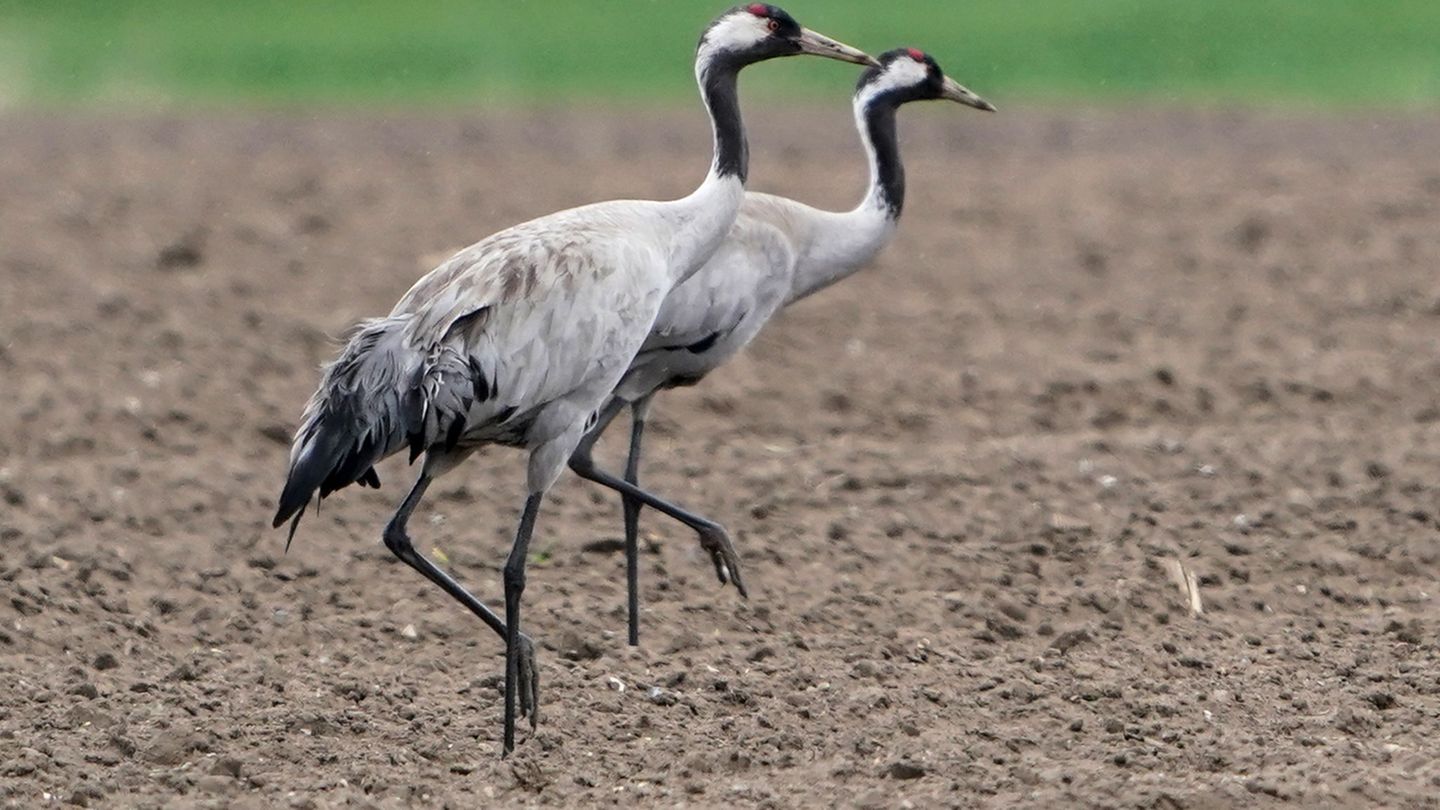 Das Vogelgrippe-Virus ist bei zwei verendeten Kranichen in Berlin nachgewiesen worden. (Archivbild) Foto: Marcus Brandt/dpa Das Vogelgrippe-Virus ist bei zwei verendeten Kranichen in Berlin nachgewiesen worden. (Archivbild) Foto: Marcus Brandt/dpa