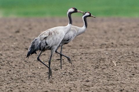 Das Vogelgrippe-Virus ist bei zwei verendeten Kranichen in Berlin nachgewiesen worden. (Archivbild) Foto: Marcus Brandt/dpa