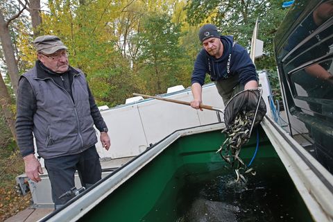 Erstmals sind am Samstag im Rahmen des Wanderfischprogramms Sachsen-Anhalt insgesamt 50.000 halbjährige Junglachse in die Bode g
