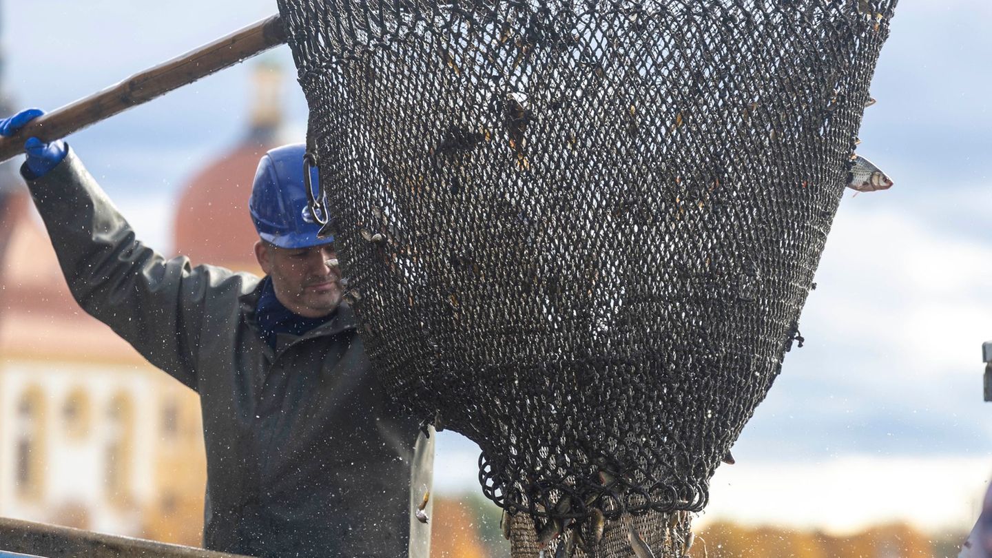 Die Fischzüge, das sogenannte Abfischen, gehört zu den Highlights des Moritzburger Fisch- und Waldfestes. Foto: Daniel Wagner/dp Die Fischzüge, das sogenannte Abfischen, gehört zu den Highlights des Moritzburger Fisch- und Waldfestes. Foto: Daniel Wagner/dp