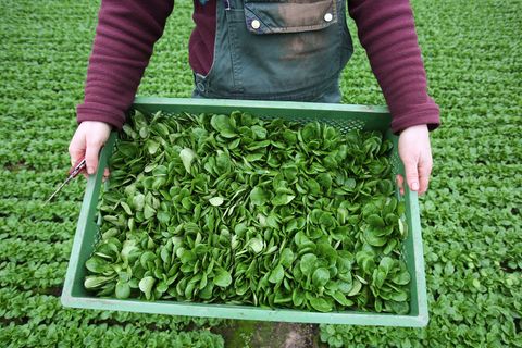 Feldsalat ist beliebt. (Archivbild) Foto: Bernd Wüstneck/dpa-Zentralbild/dpa