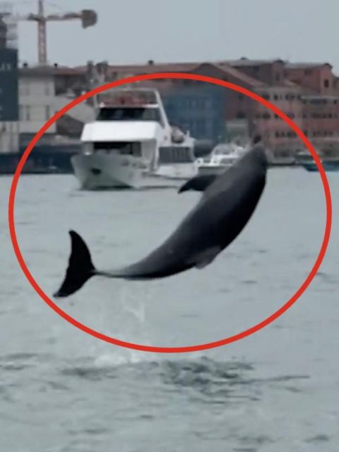 Delfin Mimmo springt fröhlich im Markusbecken