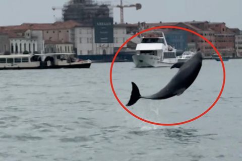 Delfin Mimmo springt fröhlich im Markusbecken