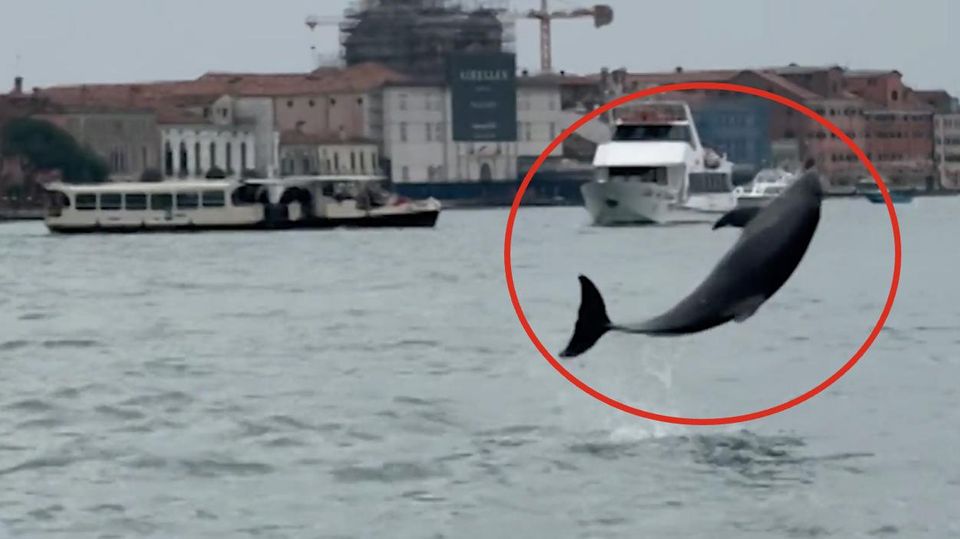 Delfin "Mimmo" lebt jetzt im Markusbecken – und begeistert mit Sprungshow Delfin Mimmo springt fröhlich im Markusbecken