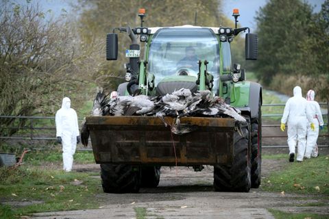 Bergung toter Kraniche bei Linum in Brandenburg