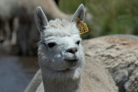 Alpaka
