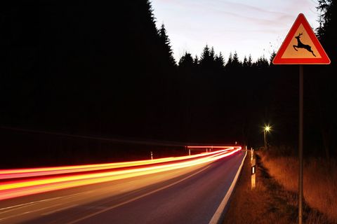 Ein Autofahrer ist bei Neubukow mit einem Hirsch zusammengestoßen. (Symbolbild) Foto: Jan Woitas/dpa/dpa-tmn