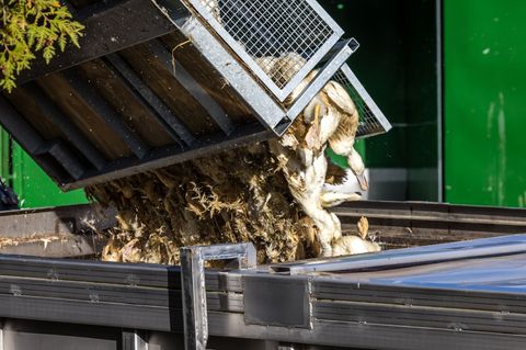 Wegen der Geflügelpest müssen in Deutschland derzeit viele Tausend Hühner, Gänse, Enten und Puten gekeult werden. Foto: Frank Ha
