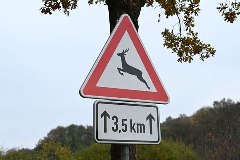 Besonders in der Dämmerung steigt das Risiko für Wildunfälle. (Symbolbild) Foto: Swen Pförtner/dpa