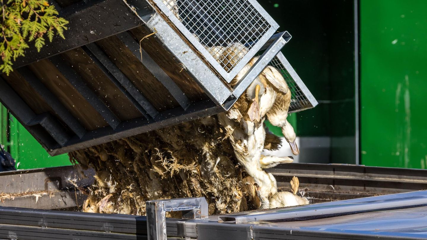 Hühner, Enten, Gänse: Vogelgrippe geht um – 400.000 Tiere gekeult