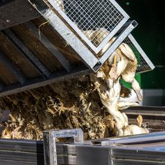 Enten, die in einer von Vogelgrippe befallenen Anlage getötet wurden, werden in einen Transportbehälter gekippt
